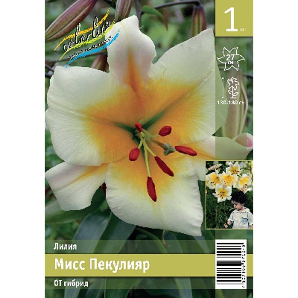 Лилия Мисс Пекулияр 12/14 1 Эконом шт 