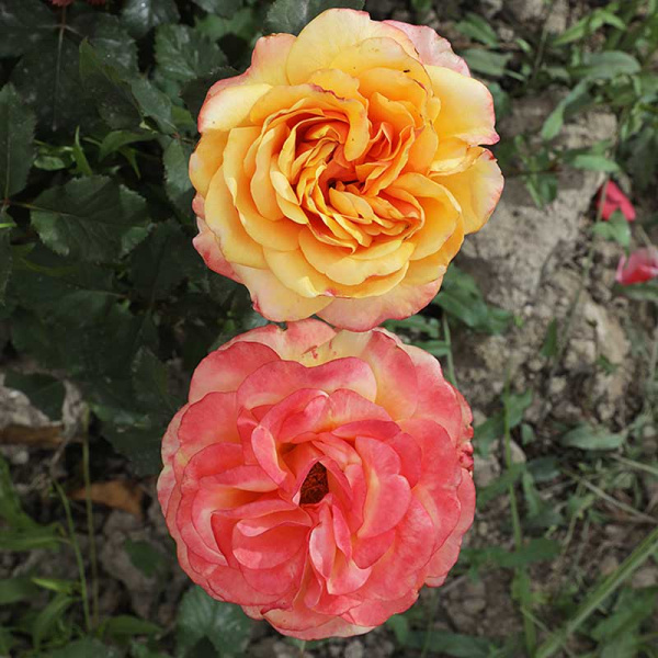 Роза чайно-гибридная Вип нью оо Садовита