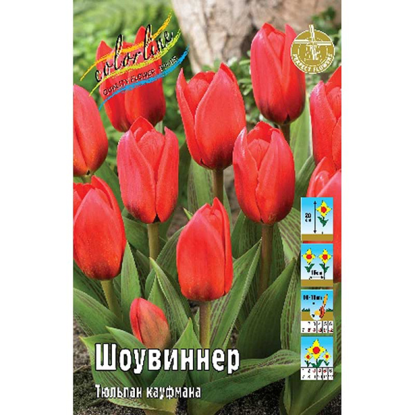 2099 Шоу-бокс Тюльпан Шоувиннер 11/12 100 шт