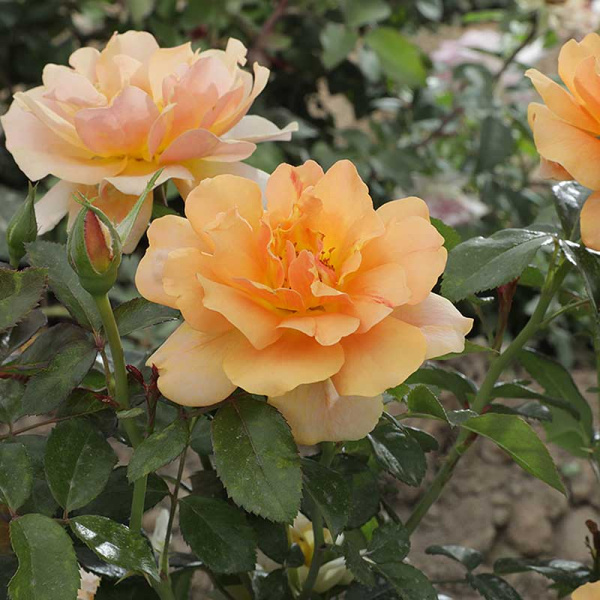 Роза Канадская (шраб) Амбер Сан Садовита