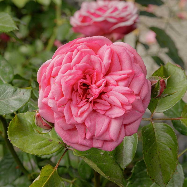 Роза чайно-гибридная Пинк Пиано Садовита