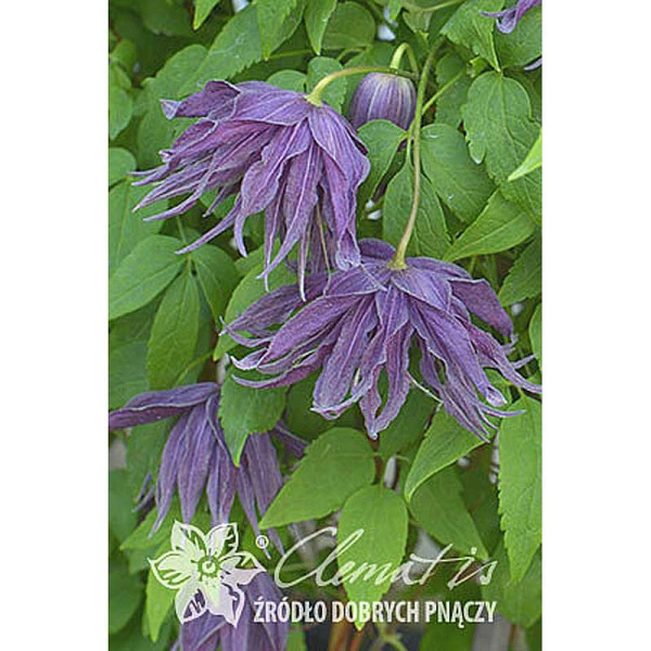 Клематис Виолет Сюрпрайз P9