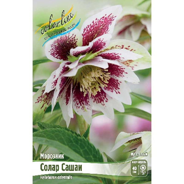 14198 Биг-Пак Морозник Солар Сашаи I 25 шт 