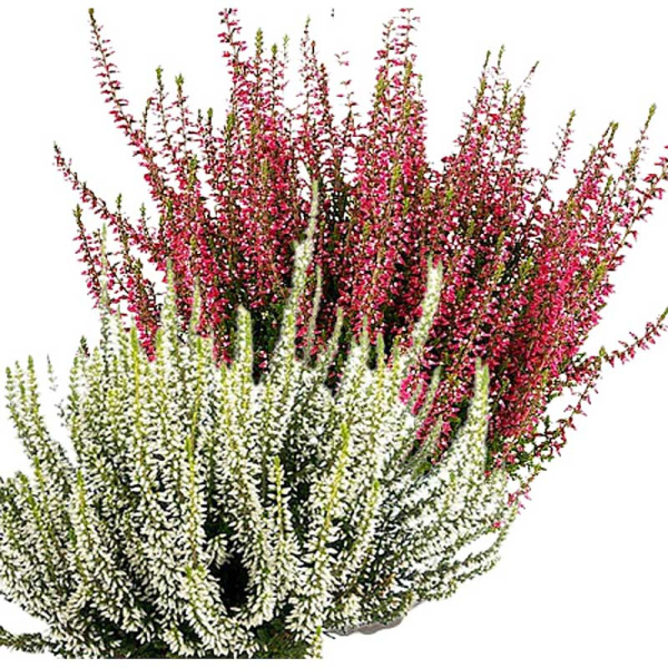 16713 Вереск Обыкновенный Твин (Франка-Хелена) P12 конт. шт