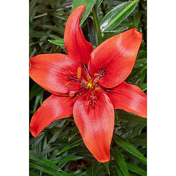 Лилия Рэд Каунти 12/14 2 шт Садовита 