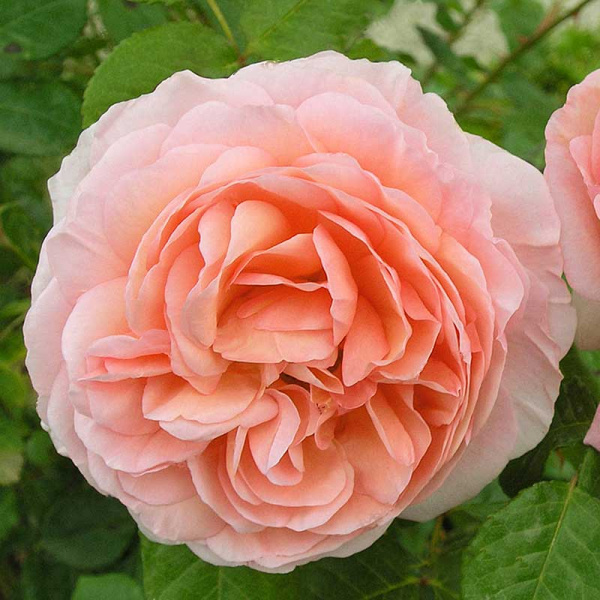 Роза шраб (английская) Абрахам Дерби Садовита