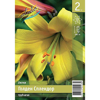 Лилия Голден Сплендор 12/14 2 Эконом шт 