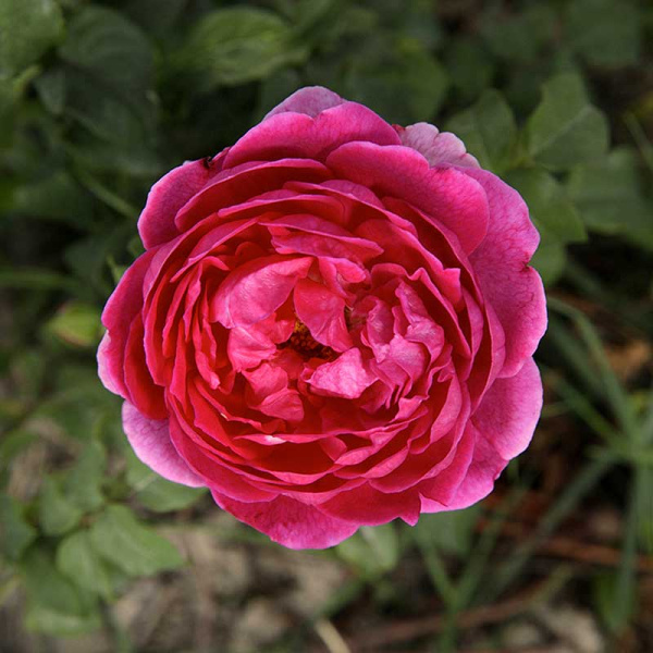 Роза шраб Янг Люсидас (английская) Садовита