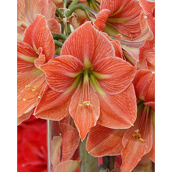 16391 Шоу-Бокс Амариллис Терра Котта Стар 22/24 8 шт