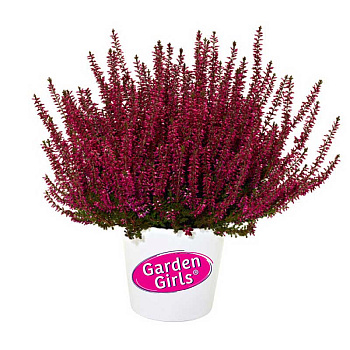 16766 Вереск Обыкновенный Аметист P12 конт. шт