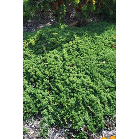 14336 Можжевельник Горизонтальный Juniperus Horizontalis Prostrata P9 Садовита