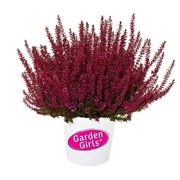 16766 Вереск Обыкновенный Аметист P12 конт. шт