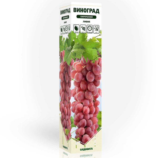 Виноград Ливия сверхранний Садовита