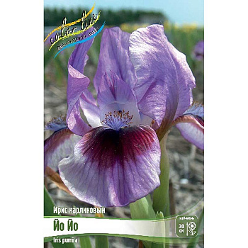 Ирис Карликовый Йо Йо I 25 шт Биг-пак 4073