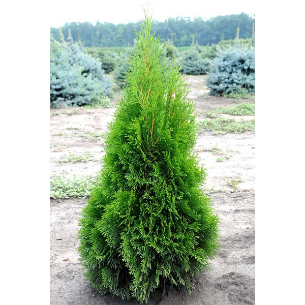 Туя Thuja Occidentalis Smaragd P9 ,шт Садовита 9370