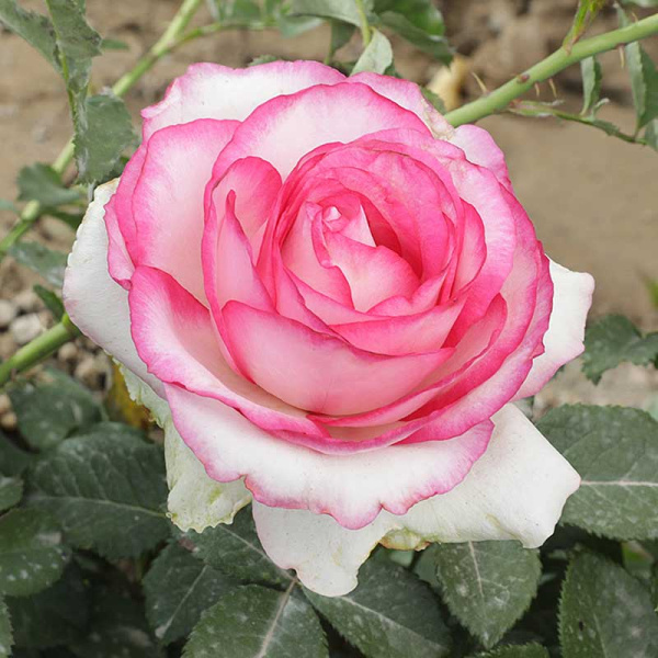 Роза чайно-гибридная Белла Вита Садовита