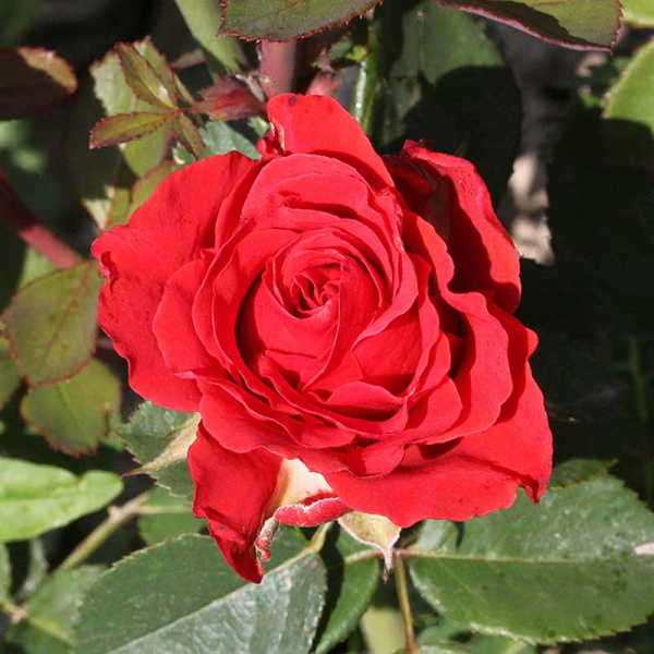 Роза чайно-гибридная (срезочная) Эль Торо Садовита