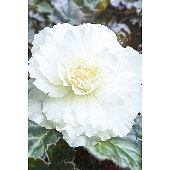 Бегония Махровая Белая 5/6 3 шт Садовита 