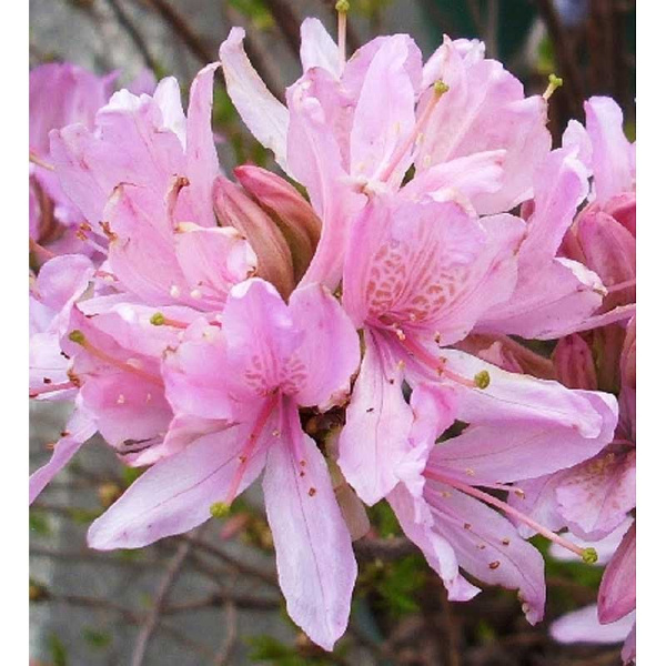 Азалия листопадная Вестерн Лайтс P9