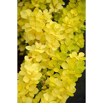 Барбарис Тунберга Йеллоу Бёрд P9 шт