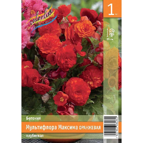Бегония Мультифлора Максима Оранжевая 4/5 1 Эконом шт 