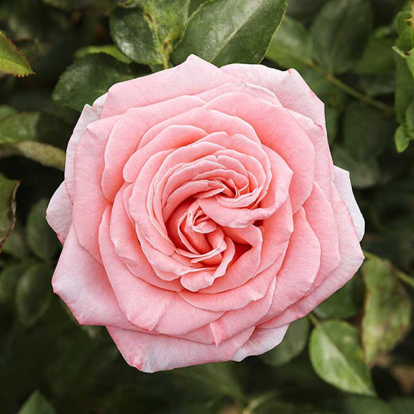 Роза флорибунда Амстердам пинк Садовита