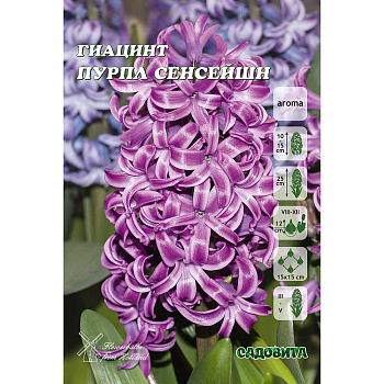 Гиацинт Пурпл Сенсейшн 14/15 3 шт Садовита