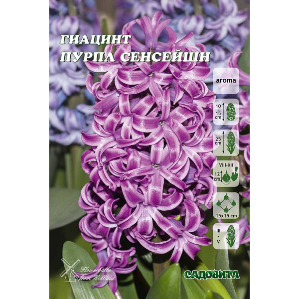 Гиацинт Пурпл Сенсейшн 14/15 3 шт Садовита 