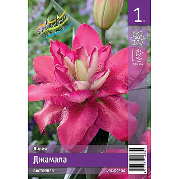 Лилия Джамала 12/14 1 Эконом шт 