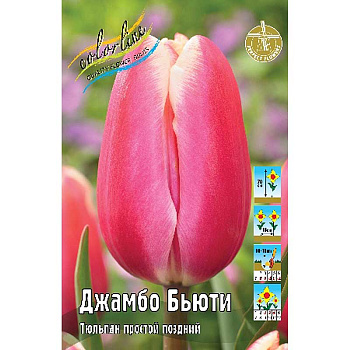 988 Шоу-Бокс Тюльпан Джамбо Бьюти 11/12 100 шт