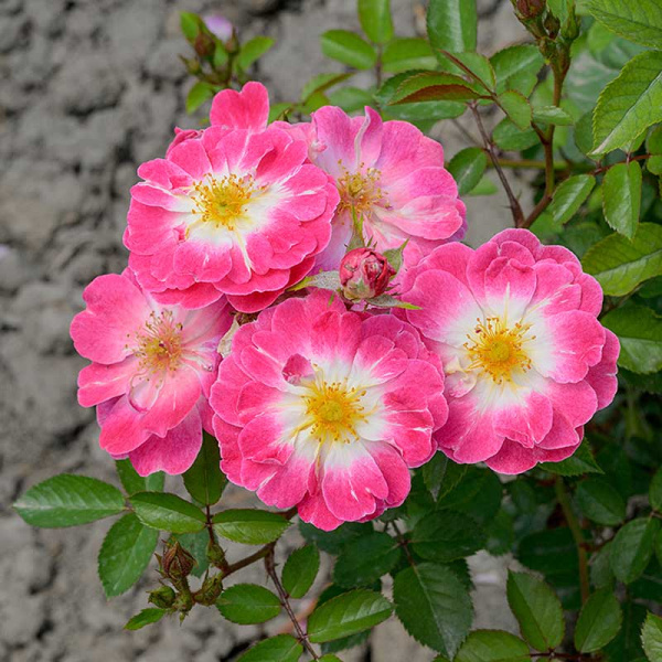 Роза Шраб Гритингс Садовита