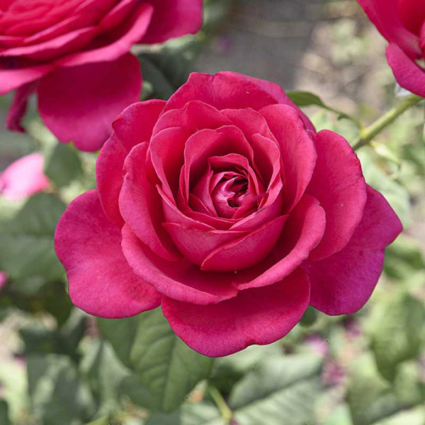 Роза чайно-гибридная Иоганн Вольфганг фон Гете Садовита