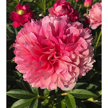 Пион Мэри Джо Легар 2/3 n 1 шт