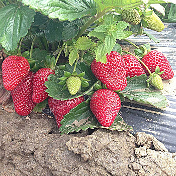 Земляника садовая ремонтантная Монтерей (цена за 40 шт) ОСП