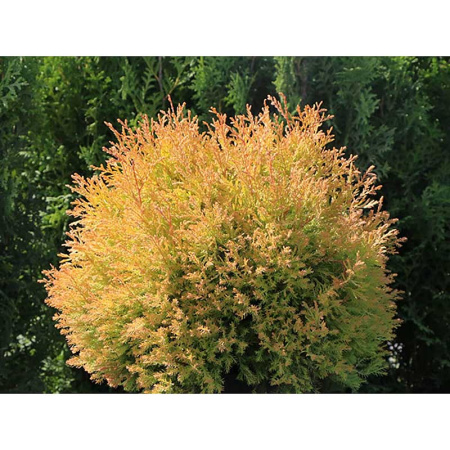 Туя Thuja Occidentalis Rheingold P9 ,шт Садовита 9369