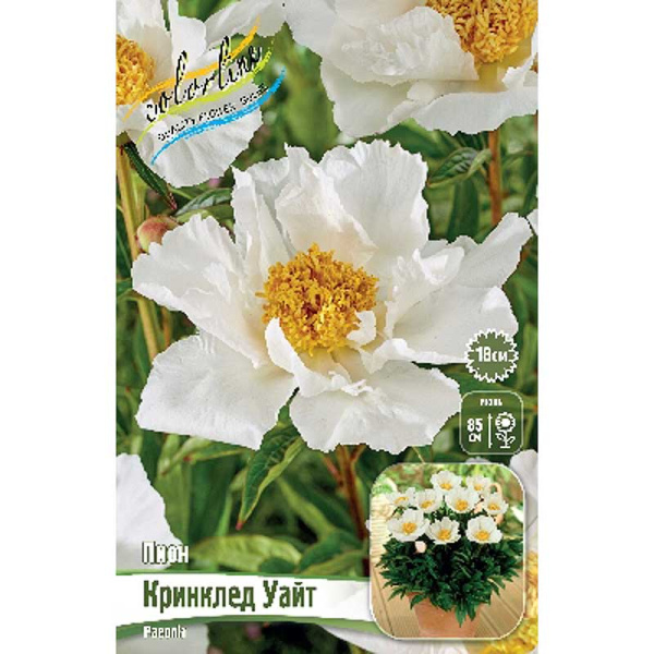 Пион Кринклед Уайт 2/3 n 25 шт Биг-Пак 1862