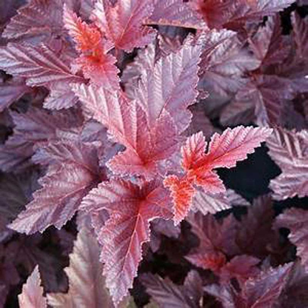 Пузыреплодник калинолистный Шух C1.5