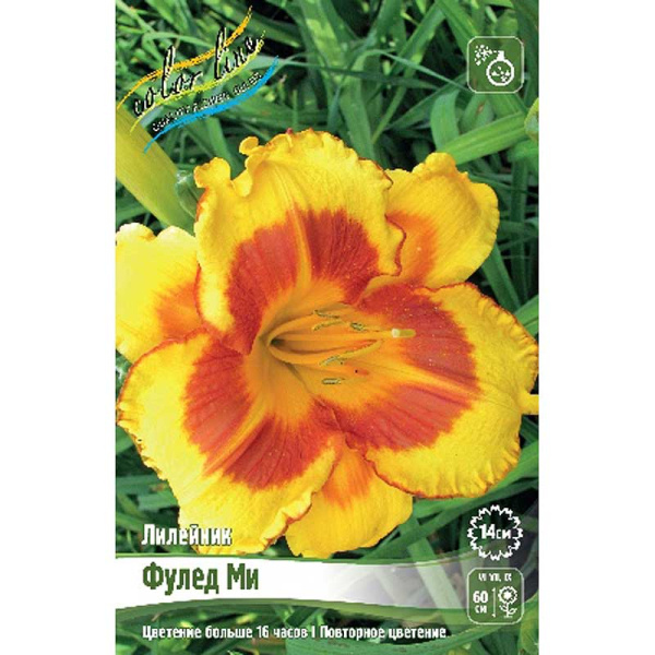 Лилейник Фулед Ми I 25 шт Биг-пак 5837