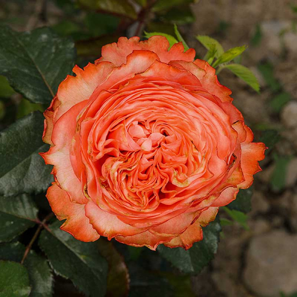 Роза чайно-гибридная Кахала Садовита