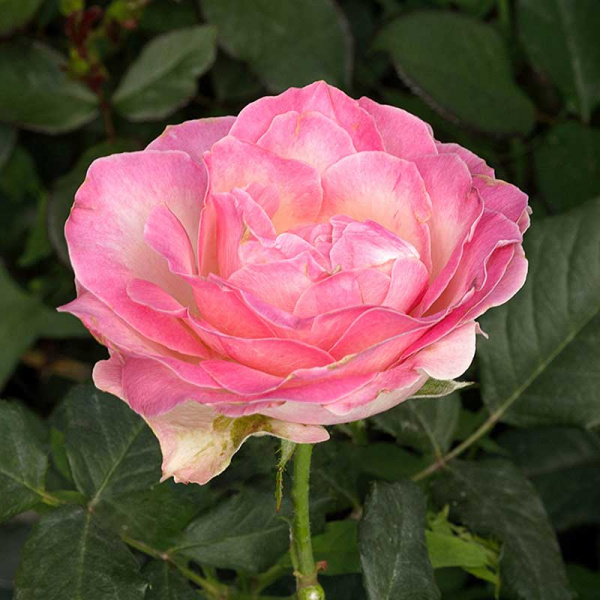 Роза чайно-гибридная Кэнди Аваланч Садовита