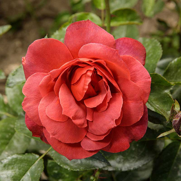 Роза флорибунда Хот шоколад Садовита