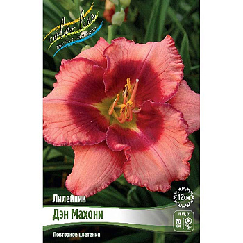 Лилейник Дэн Махони I 25 шт Биг-пак 4159 