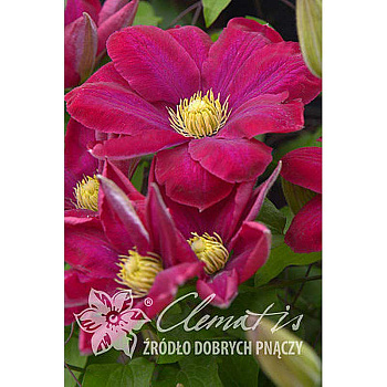 12754 Клематис Хоши-Но-Фламенко P9 ,шт