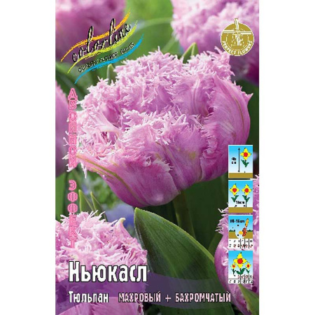 791 Шоу-Бокс Тюльпан Ньюкасл 11/12 75 шт