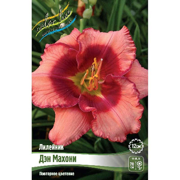 Лилейник Дэн Махони I 25 шт Биг-пак 4159 