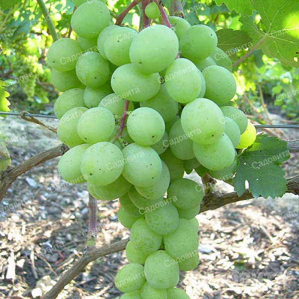 Виноград Алекса ранняя ранний Садовита