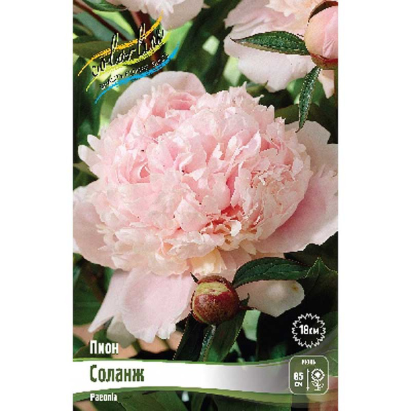Пион Соланж 2/3 n 25 шт Биг-пак 8028 