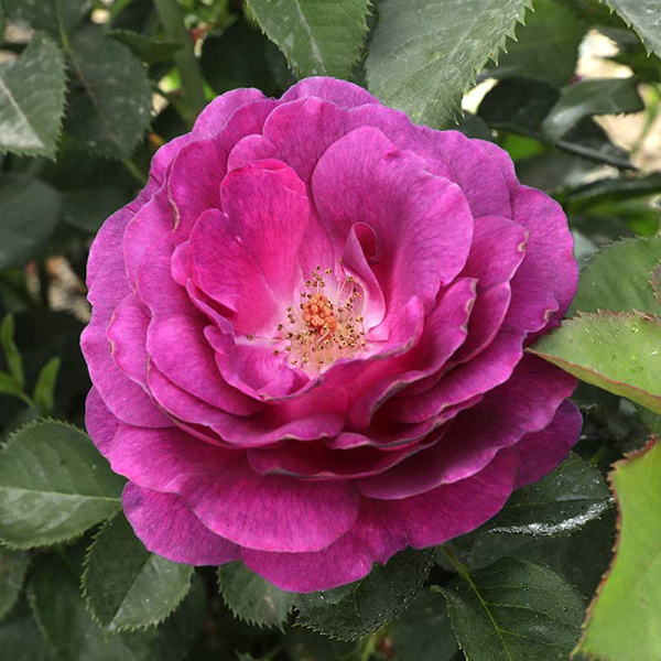 Роза флорибунда Минерва Садовита