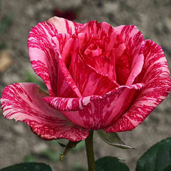 Роза чайно-гибридная Пинк Интуишн Садовита