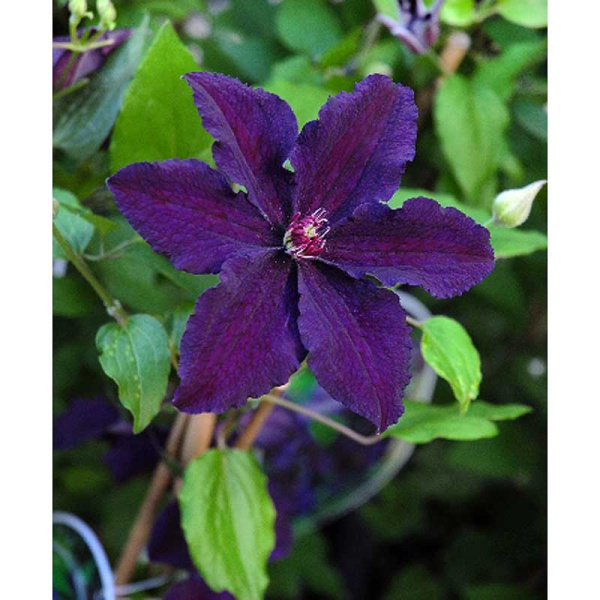 353 Биг-Пак Клематис Распутин I 25 шт